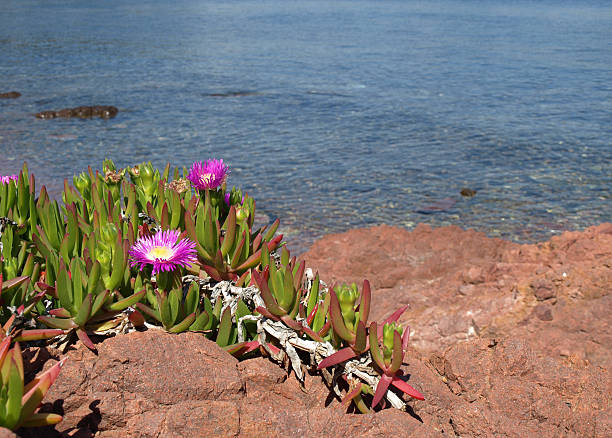 sea fig (hottentot edulis) an der mittelmeerküste - sea fig stock-fotos und bilder