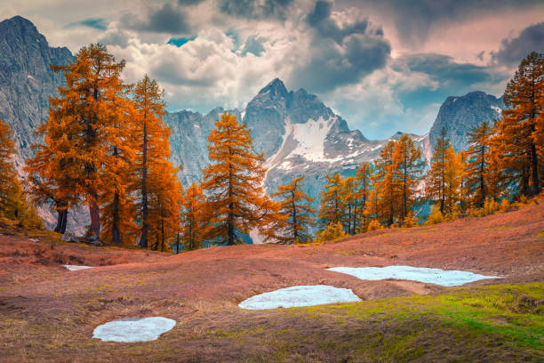 meraviglioso paesaggio autunnale con larici arancioni nelle alpi giulie, slovenia - larch tree stone landscape sky foto e immagini stock