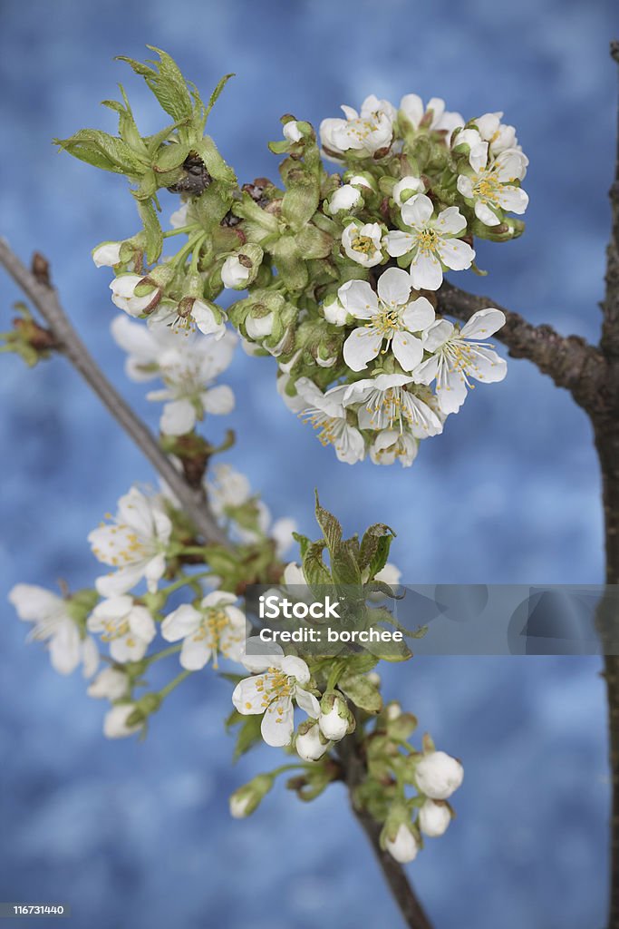 Fiore di ciliegio - Foto stock royalty-free di Albero