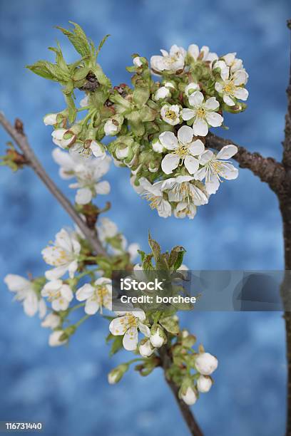 Fiore Di Ciliegio - Fotografie stock e altre immagini di Albero - Albero, Aperto, Aprire