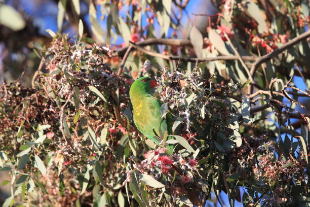 istock scaly-breasted lorikeet looking for forage queensland australia 1167315664
