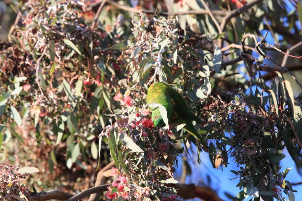 scaly-breasted lorikeet looking for forage queensland australia