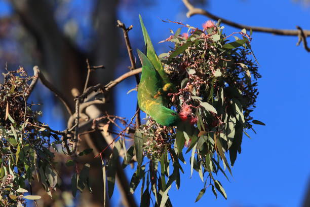 istock scaly-breasted lorikeet looking for forage queensland australia 1167315667