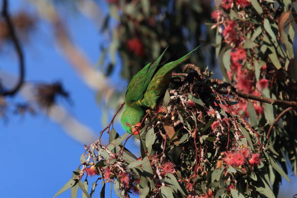 istock scaly-breasted lorikeet looking for forage queensland australia 1167315669