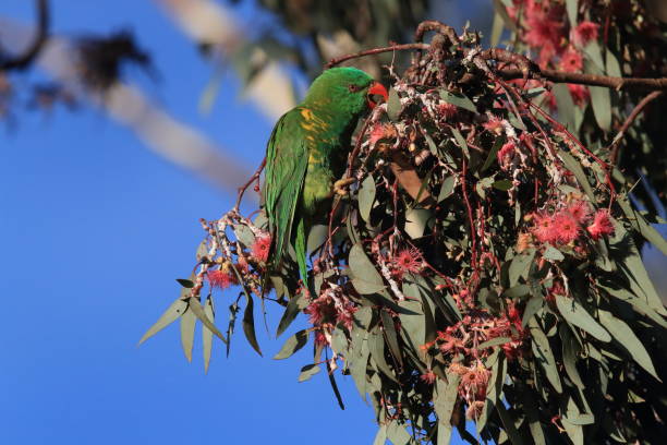 istock scaly-breasted lorikeet looking for forage queensland australia 1167315673