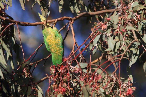 istock scaly-breasted lorikeet looking for forage queensland australia 1167315674