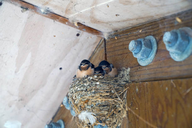 istock 3 swallow cub in the nest 1167316916