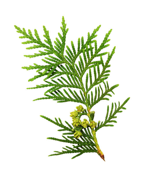 istock Twig of thuya with buds 1167318076