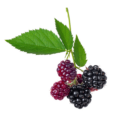 branch with ripe and unripe blackberries isolated on white background