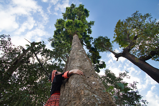 Volunteer woman in hill tribe traditional costume hug a big tree, Metaphor Love nature, Tree, Earth day and Environment conservation