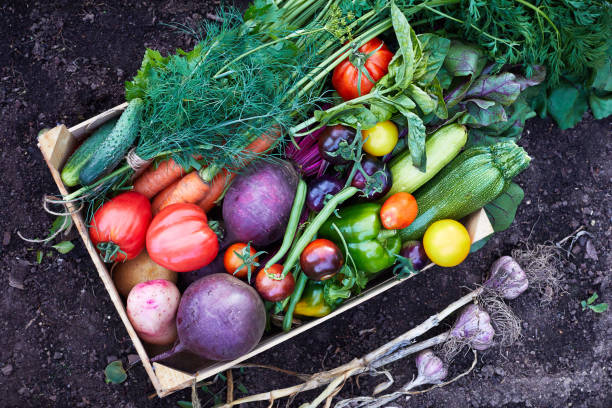 vegetale biologico maturo nella scatola di legno - orto foto e immagini stock