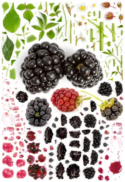 Large collection of blackberry fruit pieces, slices and leaves isolated on white background. Top view. Seamless abstract pattern.