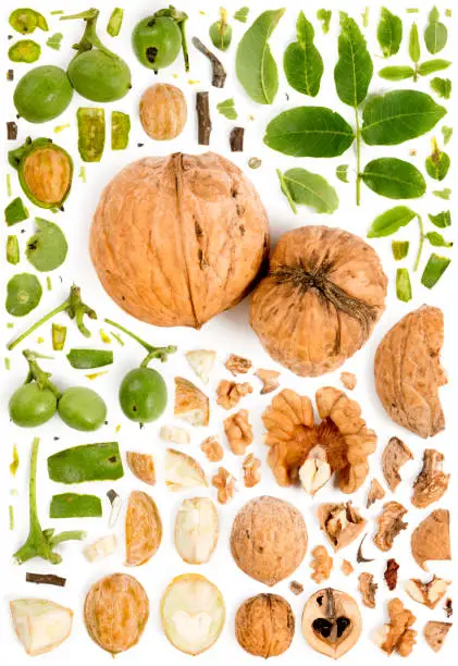 Large collection of walnut pieces, slices and leaves isolated on white background. Top view. Seamless abstract pattern.