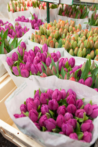 istock tulip for sale 1167323762