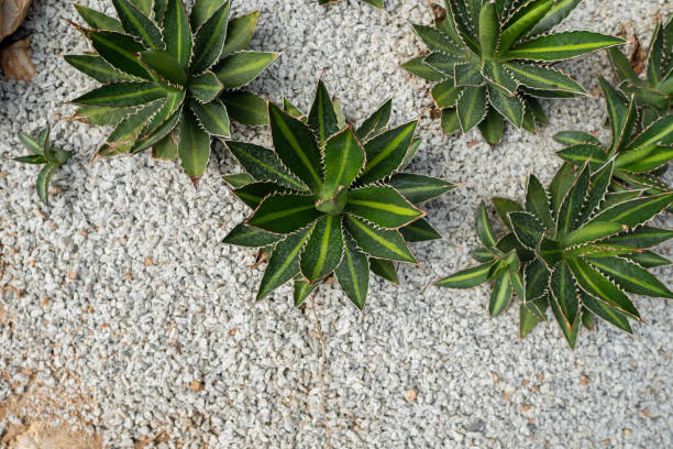 pianta di cactus agave verde su terreno roccioso in giardino per la decorazione della casa. - perennial leaf fruit tropical fruit foto e immagini stock