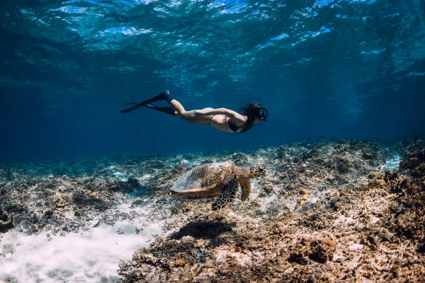 지느러미와 여자 프리 다이버는 바다 거북 근처 수중 활공. - sea turtle coral turtle green sea turtle 뉴스 사진 이미지