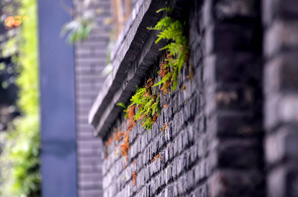 istock Plant growing in a brick wall 1167324635