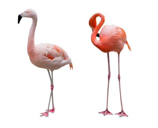 flamants des caraïbes d'isolement sur le fond blanc. - flamingo bird isolated animal leg photos et images de collection