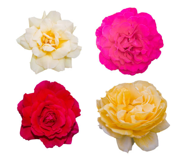 istock Collection of beautiful rose isolated on white. 1167325693