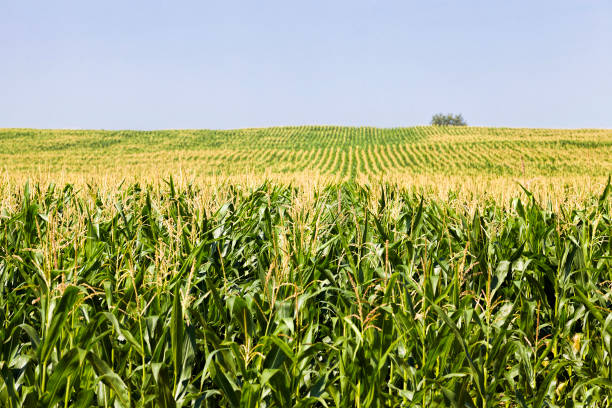 istock agricultural landscape with rows of green corn 1167325722
