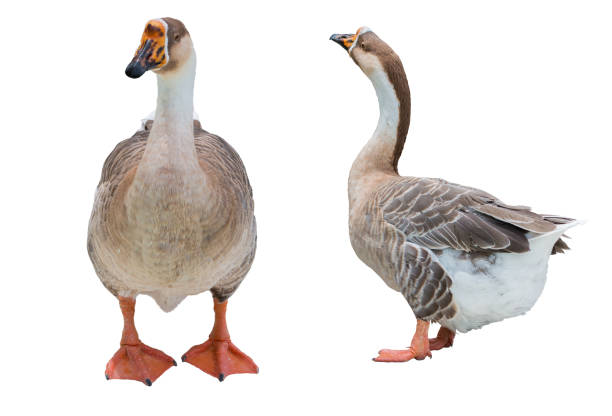 istock Domestic white goose isolated on white background. 1167325725