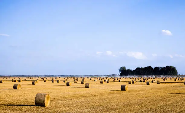 stacks of wheat straw lying on a fresh stubble after harvesting wheat on an agricultural field, summer