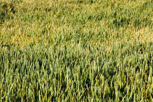 natural green ears of wheat in a farmer field, crops for natural food made from wheat flour and other