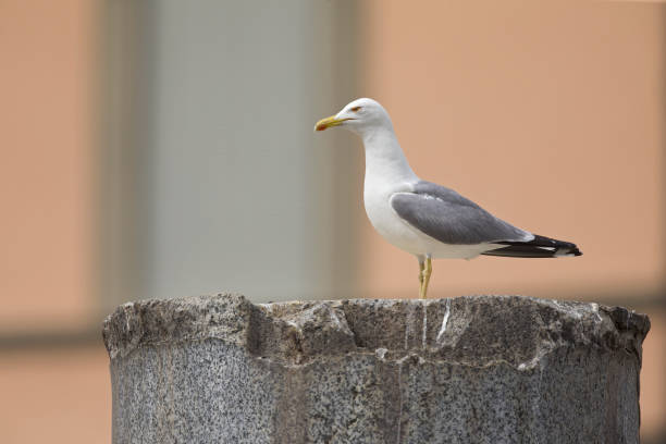 로마 도심의 트라야누스 포럼 유적지에 자리잡은 노란 다리갈매기. - herring gull 뉴스 사진 이미지