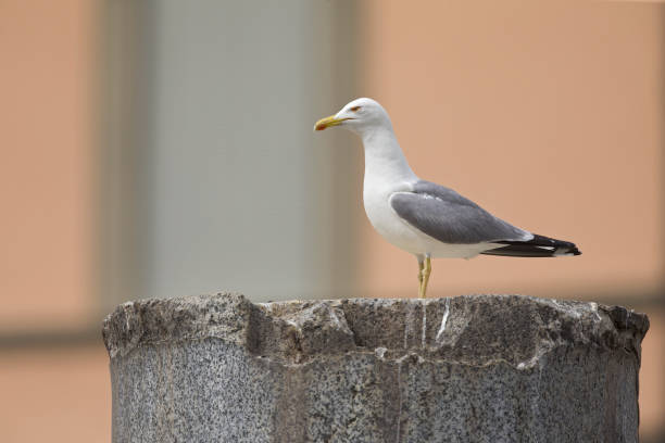 взрослая желтоногая чайка сидела на руинах форума траяна в центре рима. - herring gull стоковые фото и изображения