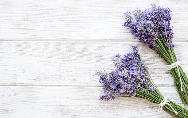 istock Fresh flowers of lavender 1167327895