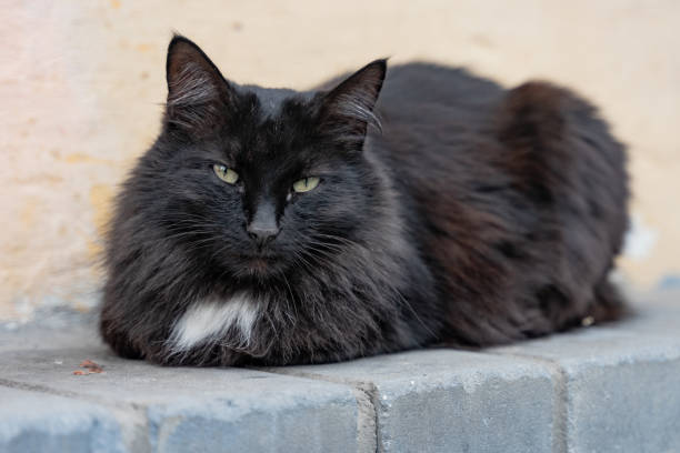 istock Multicolored cat lying on the sidewalk on the street 1167328586