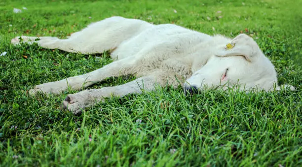 dog sleeping in the garden.dog sleeping.dog sleeping on green.dog sleeping on green grass.dog sleeping on meadow.