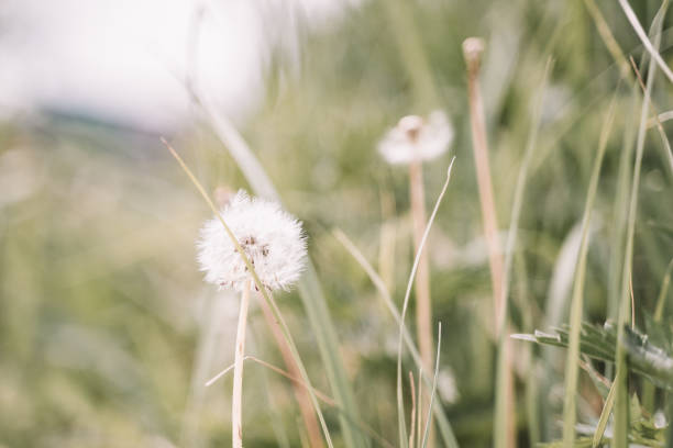 istock Dandelion on the meadow - closeup. Blurred background. 1167328843
