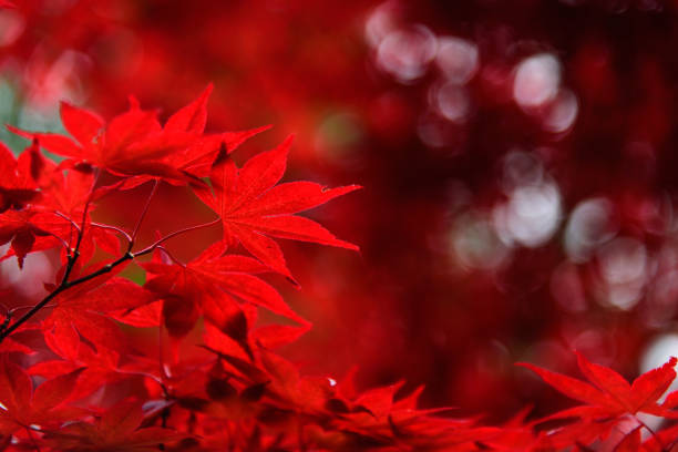 filial bonita de folhas de plátano vermelhas vibrantes - maple tree autumn textured leaf - fotografias e filmes do acervo