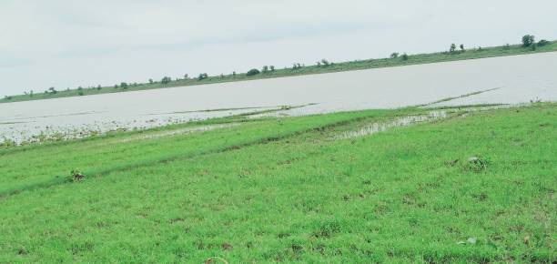 istock Grass with rainy season 1167330346