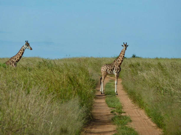 istock giraffes in Kenya at summer 1167330468