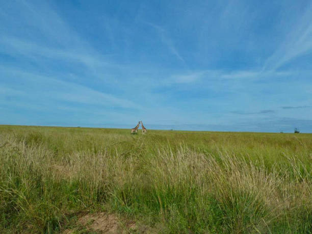 istock giraffes in Kenya at summer 1167330987