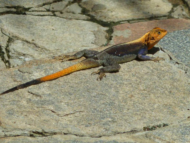 istock an iguana on the rock 1167330988