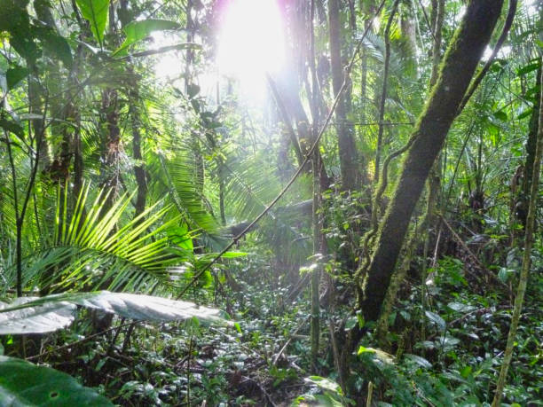 The Amazon rainforest, Brazil