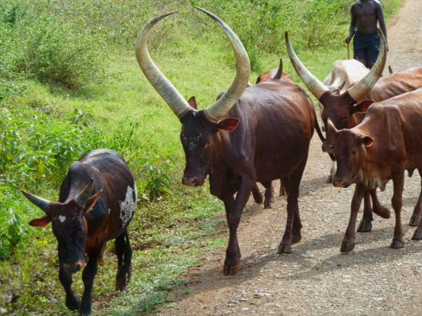 istock cows with big horns in africa 1167331067