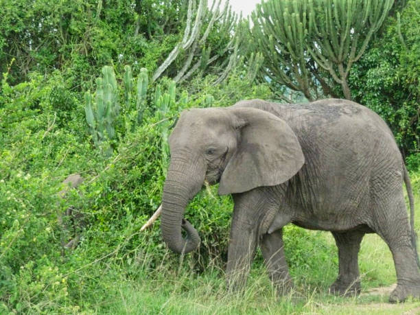 istock elephants in the grassland in africa 1167331085