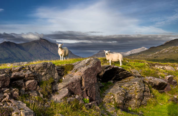 Sheep On Top Of Rocky Hill In Scenic Rural Landscape In Scotland stock photo