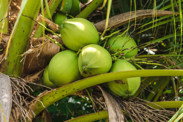 istock Young Nam-Hom coconut 1167331726