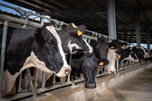 istock Dairy black and white cows in a farm. 1167332788
