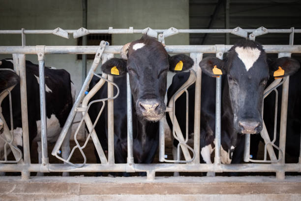 istock Dairy black and white cows in a farm. 1167332793