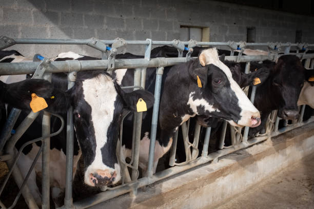 istock Dairy black and white cows in a farm. 1167332858