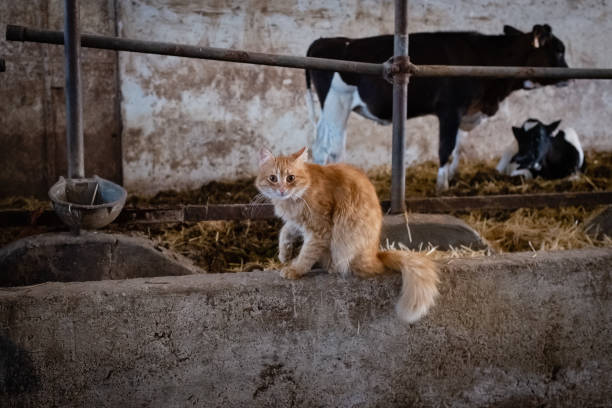 istock Red wild cat looking at the camera with cows in the background 1167332859