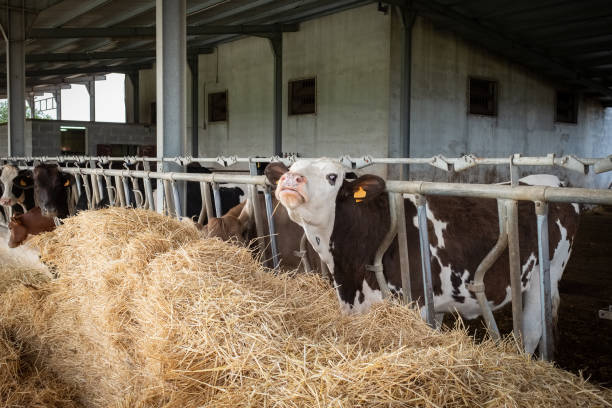 istock Dairy black and white cows in a farm. 1167332917