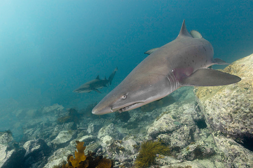 Two Grey Nurse Sharks Swim Past In Shallow Water with Rocks in the background