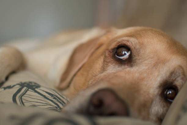 istock Yellow labrador retriever with beautiful eyes. Cute dog. 1167334075